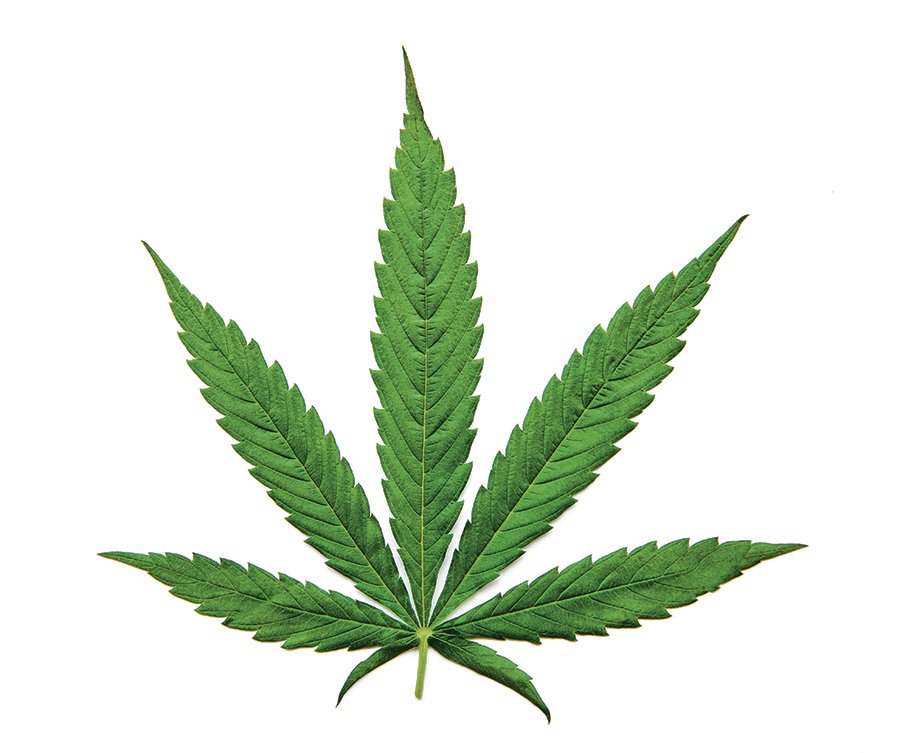 Green cannabis leaves on white background. Growing medical marijuana. Concept of herbal alternative medicine.